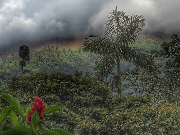 Bergnebelwald im Poco del Choco