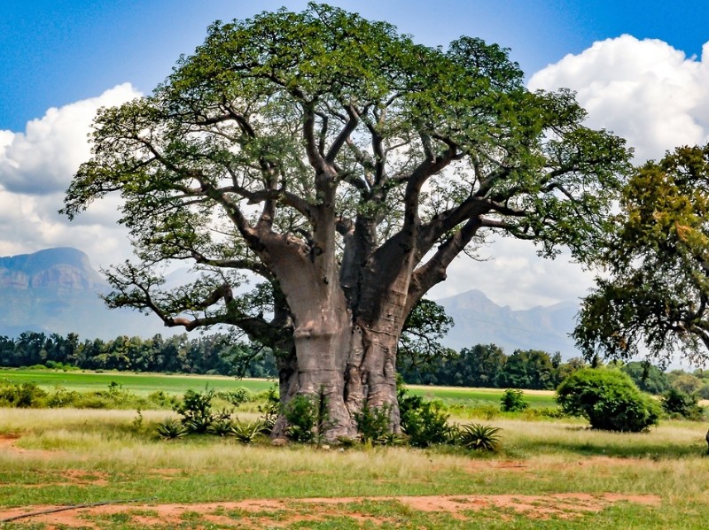 South Africa - Hoedspruit