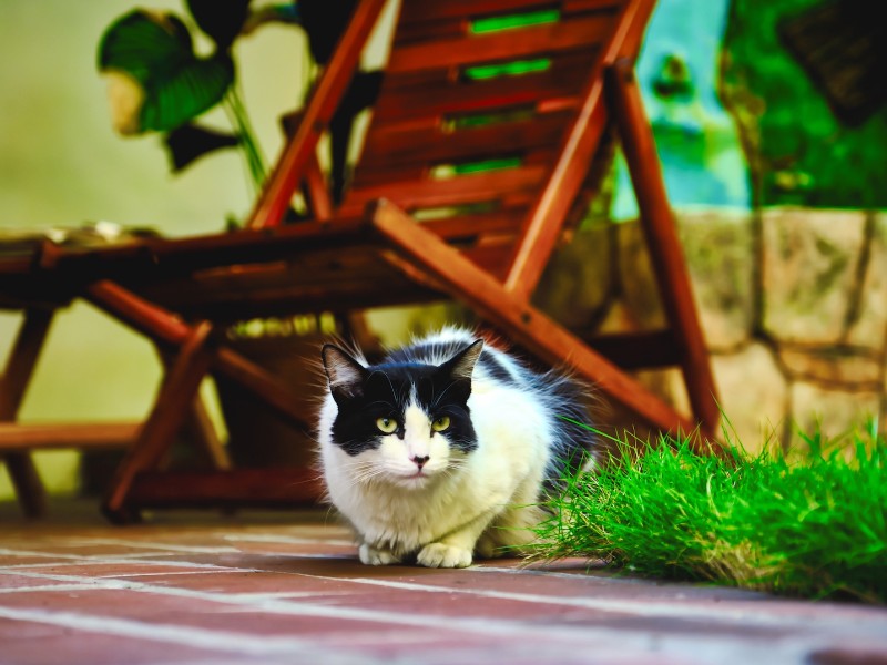 Casa Wong - Hauskatze