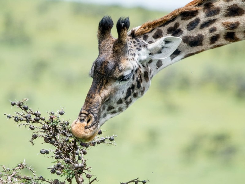 Giraffe