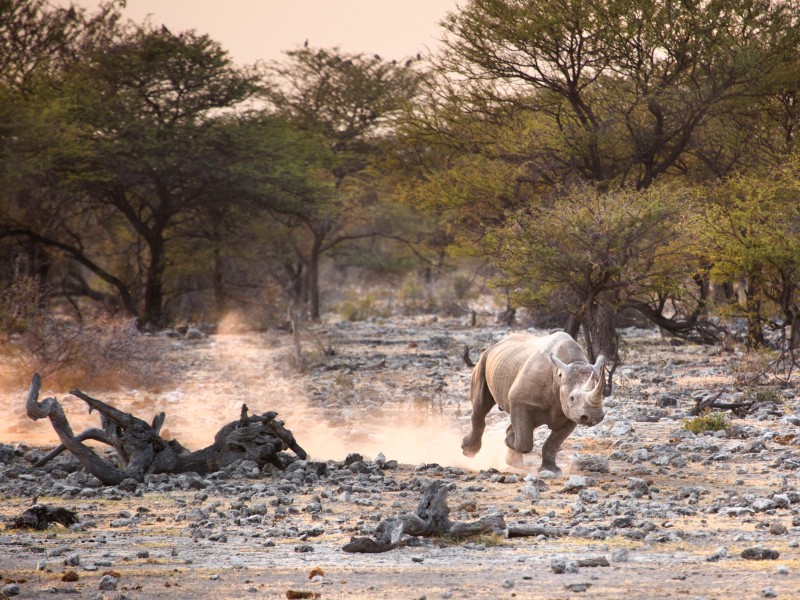 Nashorn-Etosha NP-Namibia
