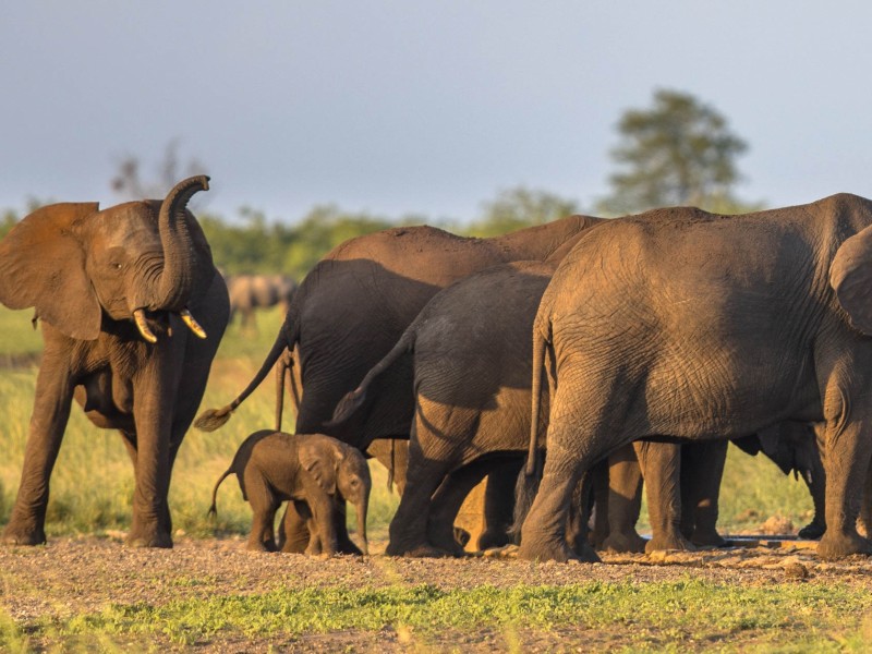 Elephants