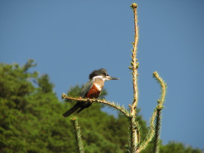 Cruce Andino - Eisvogel