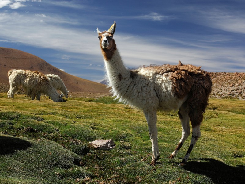 Atacama - Lamas