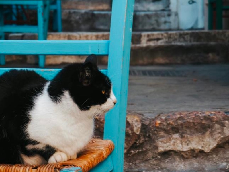Cats of Athens