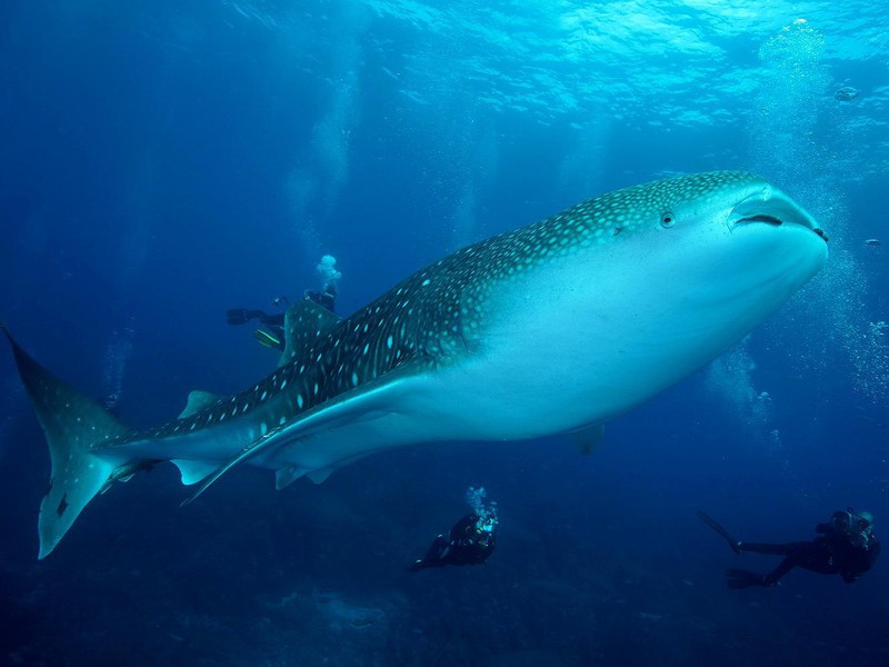 Tauchen mit einem Walhai