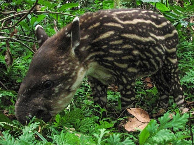 Iquitos Amazon Jungle