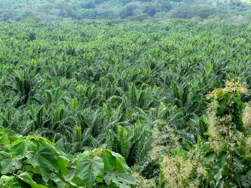 Star Clippers - Quepos 