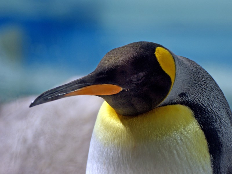 Königspinguin
