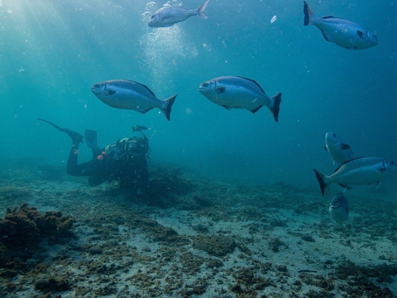 Snorkeling at goat island
