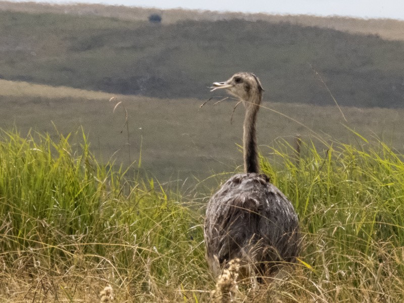 Estancia Los Platanos - Nandu
