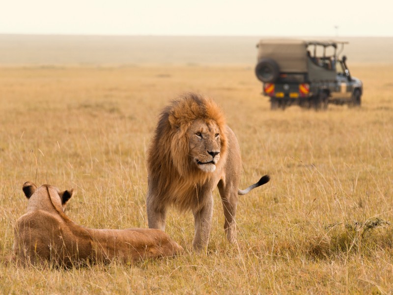 Löwen-Safari-Masai Mara-Kenia