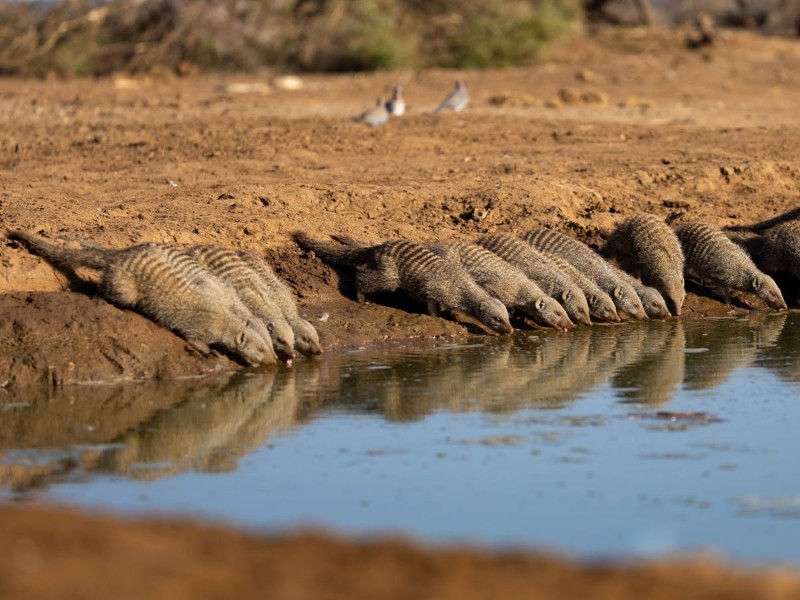Banded mongoose