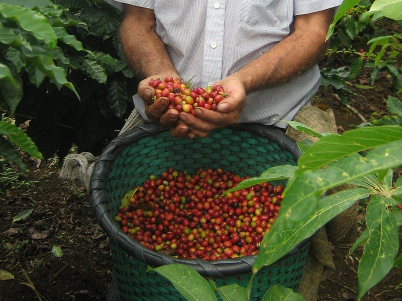 Mi Cafecito - Kaffeeernte