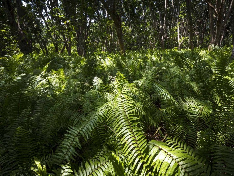 Jozani Forest in Zanzibar