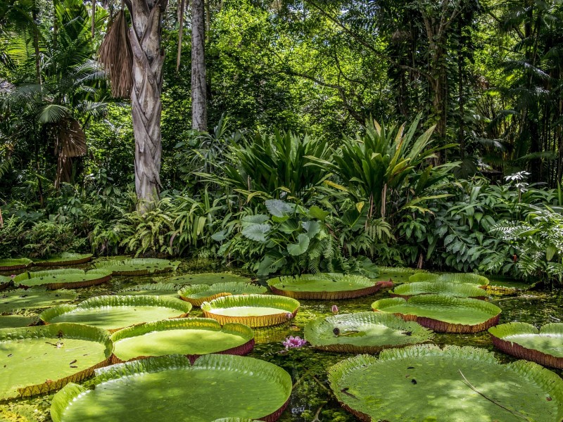 Amazon Rainforest