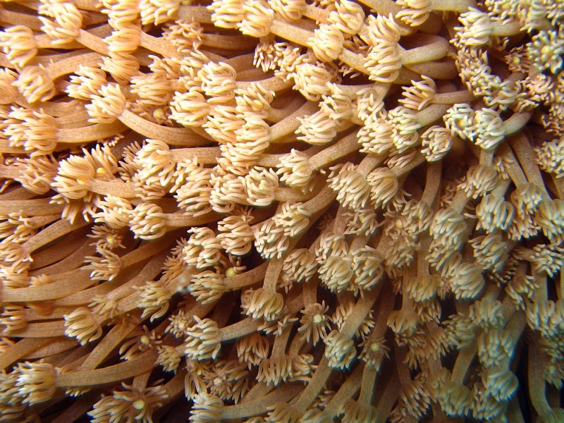 Tumbatu Island, Zanzibar