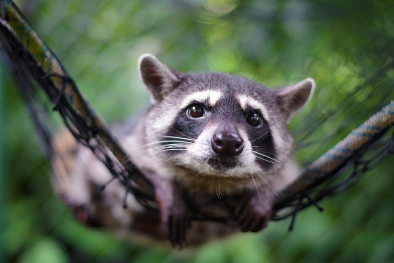 Wildlife Rescue