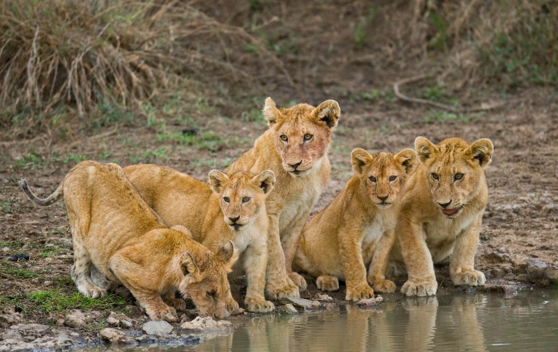 Lions
