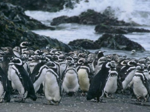 Insel Chiloe - Pinguine bei Punihuil