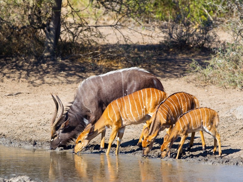 South Africa - Hluhluwe Imfolozi