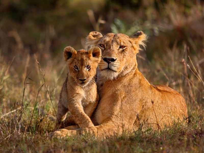 Krüger National Park