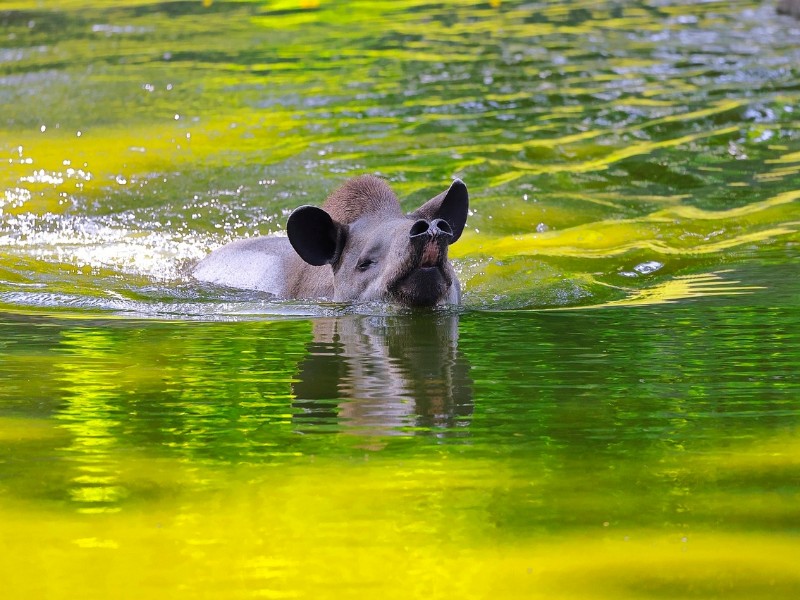 South American Tapir