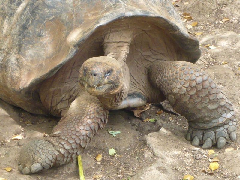 Tortoise on San Cristobal