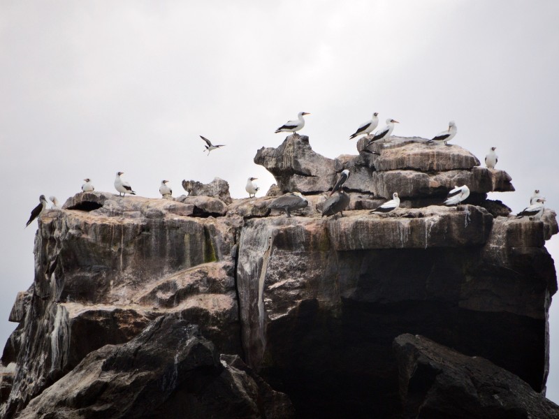 Bird Colony