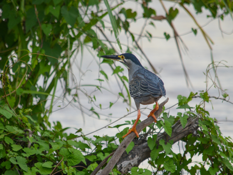 Tanzania - Green Heron bird 