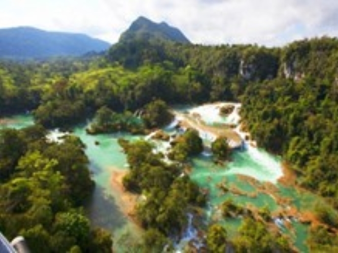 Laconda Jungle