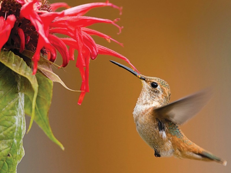Ecuador - Mindo -  hummingbird