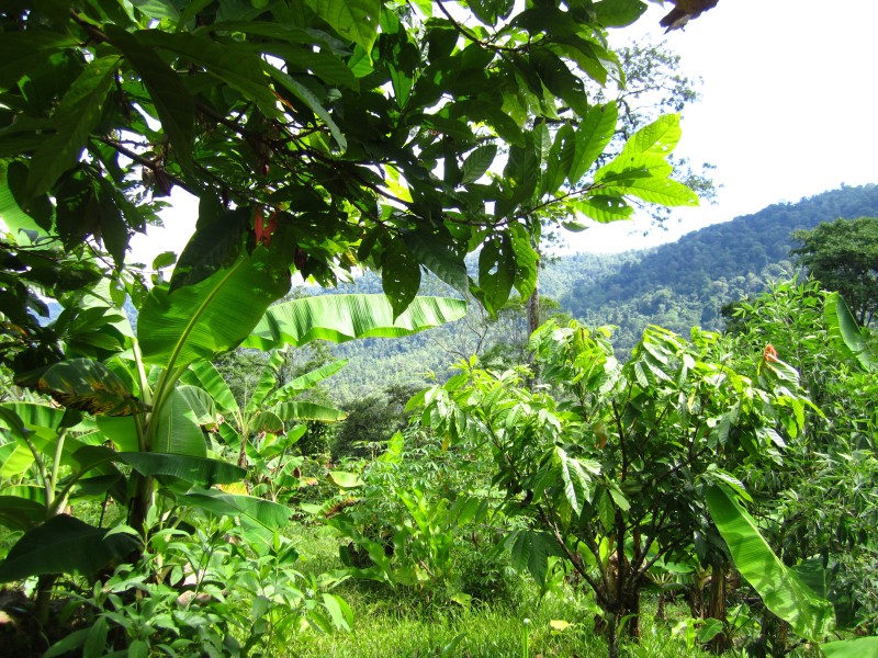 Oreba Chocolate Farm - Kakao