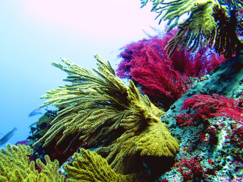 Farbenfrohe Unterwasserwelt