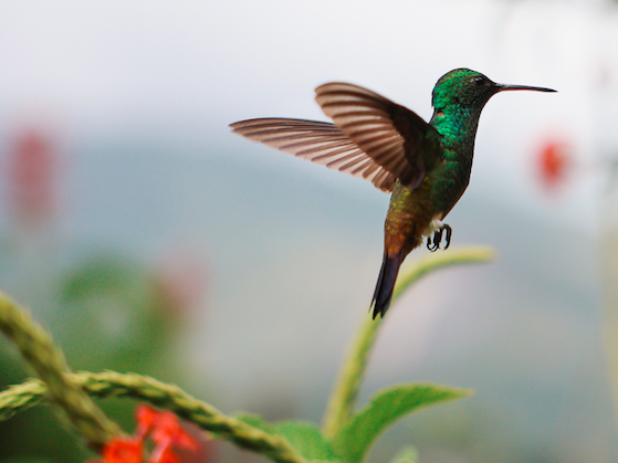 Home of the Hummingbird- Trinidad