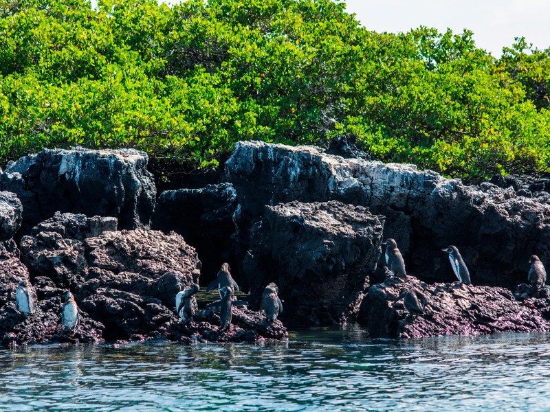 Penguins on Tintoreras