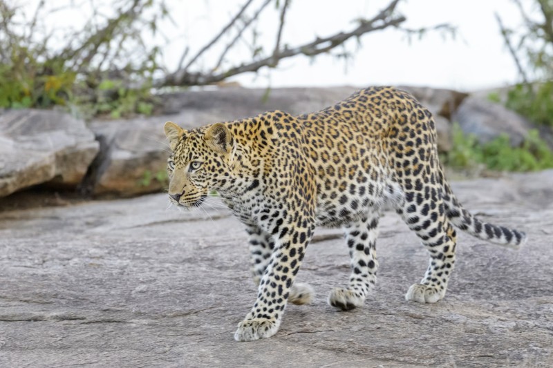 Leopard