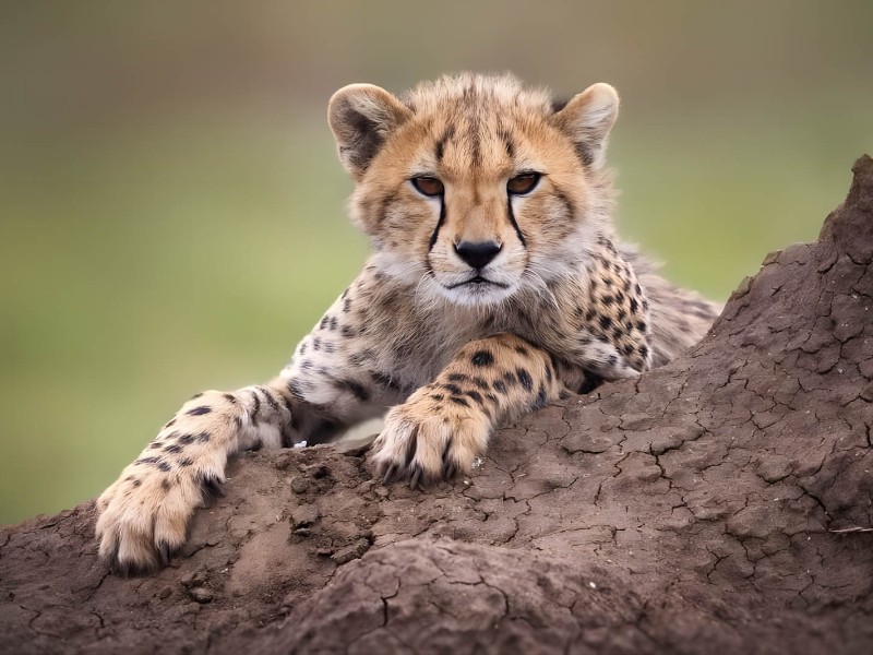 Cheetah