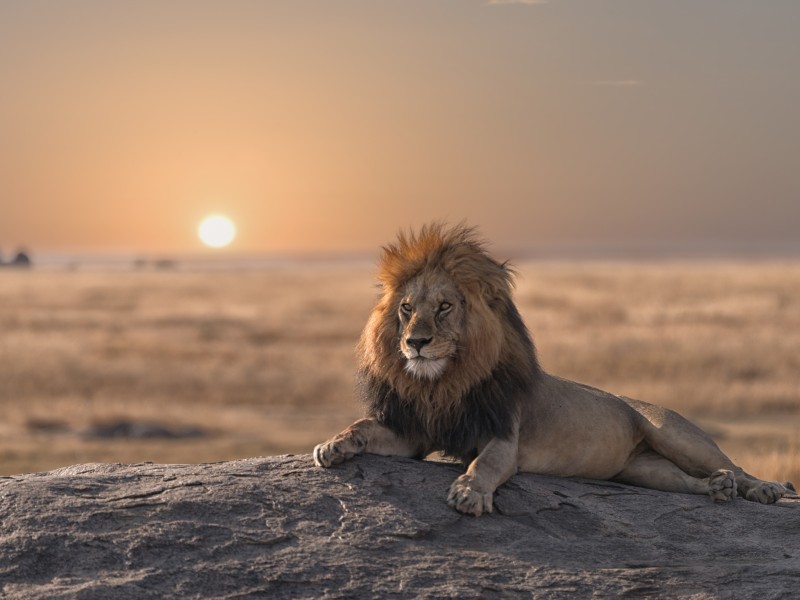 Löwe - Serengeti - Tansania