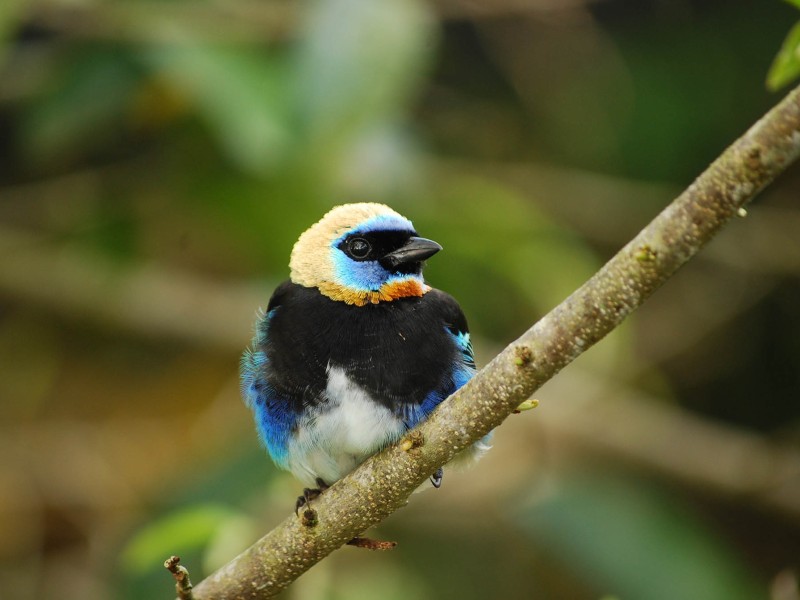 Rio Pacuare - Purpurmaskentangar