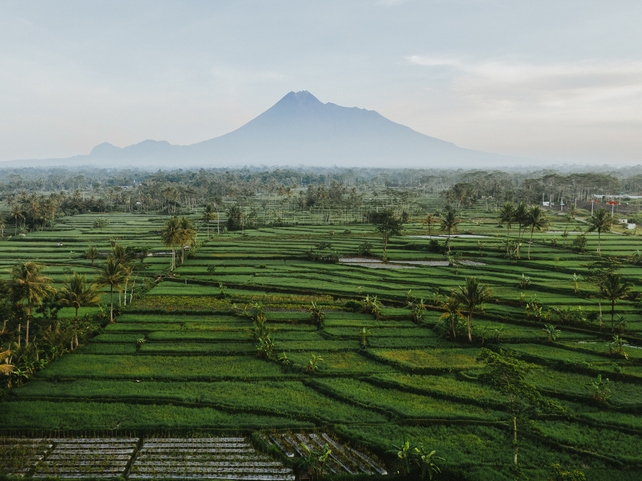 Reisterrassen - Java - Indonesien