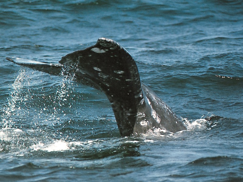 Laguna San Ignacio - Walbeobachtung