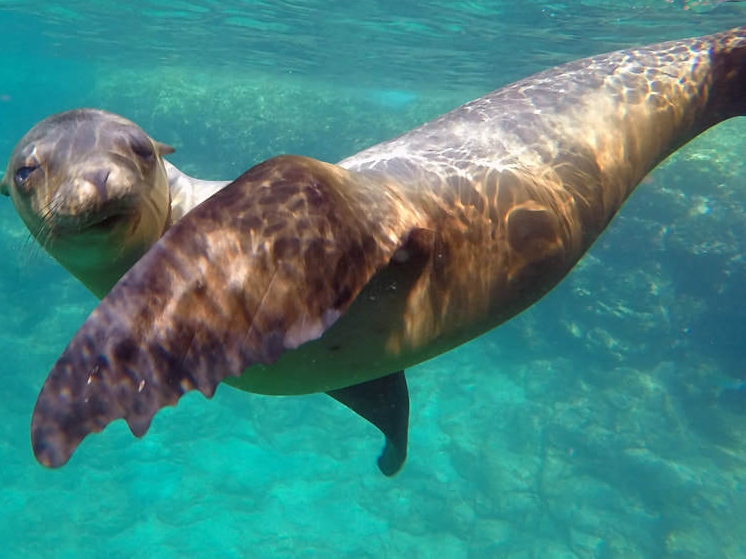 Espíritu Santo - Seelöwe