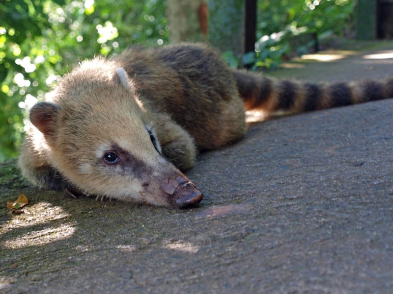 Nasenbär Wasserfälle Iguazu