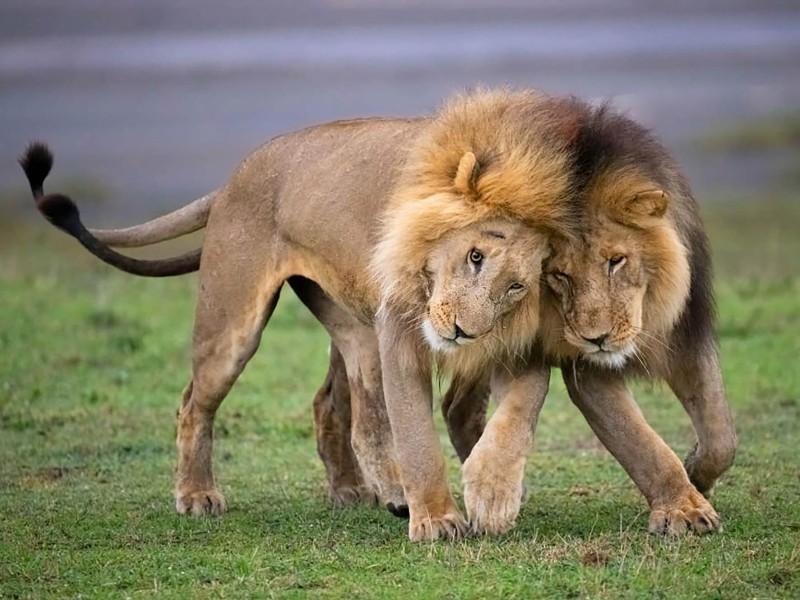Lions