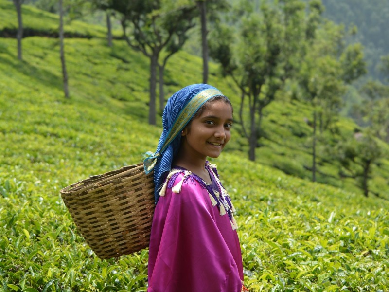 Tea picking