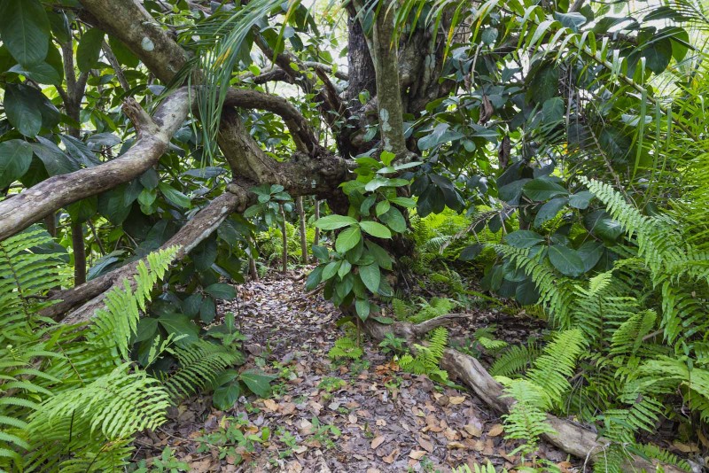 Jozani-Wald auf Sansibar