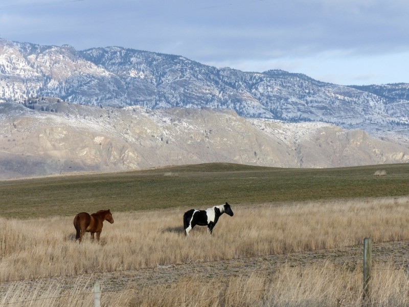 Horses in Kamloops