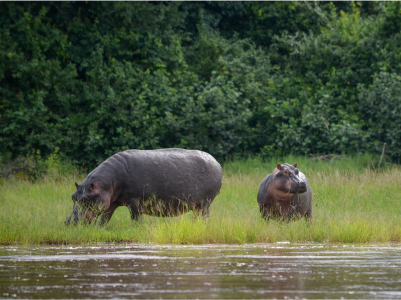 Tanzania - Safari - Hippopotamuses 