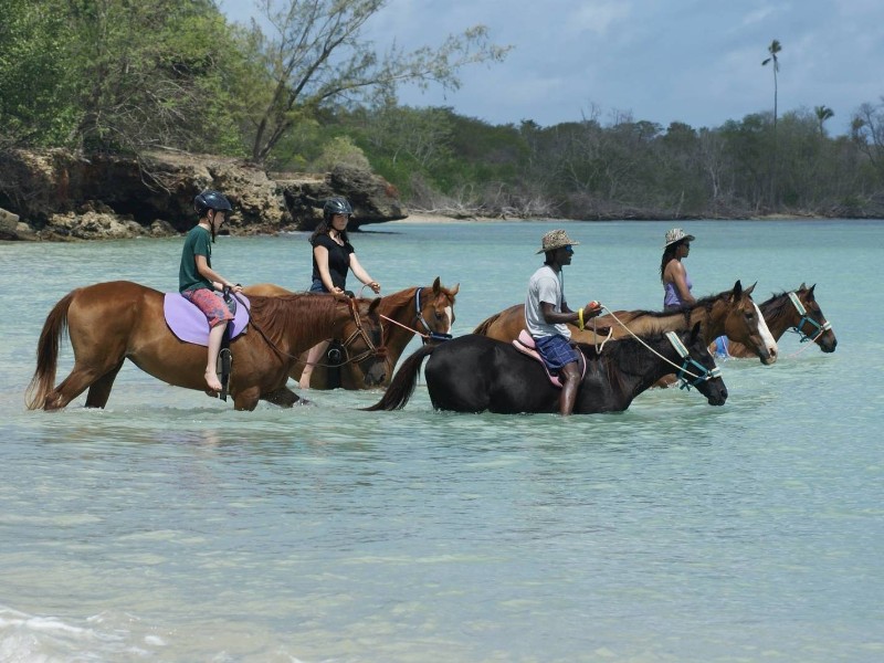 swimming with horses